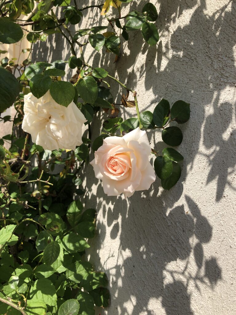 blommor